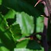 Rubus ulmifolius, leaves