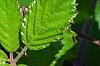 Rubus ulmifolius, leaves