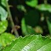 Rubus ulmifolius, leaves