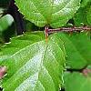 Rubus ulmifolius, leaves