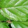 Rubus ulmifolius, leaves