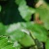 Rubus ulmifolius, leaves
