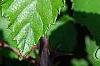 Rubus ulmifolius, leaves