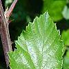 Rubus ulmifolius, leaves