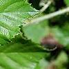 Rubus ulmifolius, leaves