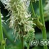 Sanguisorba canadensis, flowers