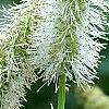 Sanguisorba canadensis, flowers