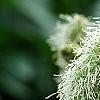 Sanguisorba canadensis, flowers