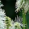 Sanguisorba canadensis, flowers