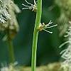 Sanguisorba canadensis, flowers