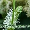 Sanguisorba canadensis, flowers