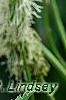 Sanguisorba canadensis, flowers