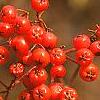 Sorbus americana, fruit