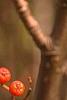 Sorbus americana, fruit