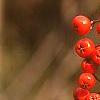 Sorbus americana, fruit