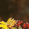 Sorbus americana, fruit