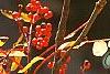 Sorbus americana, fruit