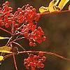 Sorbus americana, fruit