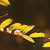 Sorbus americana, fruit