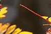 Sorbus americana, fruit