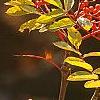 Sorbus americana, fruit