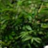 Sorbaria sorbifolia, flowers