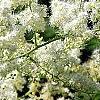 Sorbaria sorbifolia, flowers
