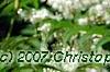 Sorbaria sorbifolia, flowers