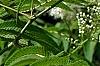 Sorbaria sorbifolia, flowers
