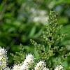 Sorbaria sorbifolia, flowers