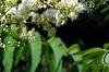 Sorbaria sorbifolia, flowers