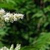 Sorbaria sorbifolia, flowers