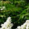 Sorbaria sorbifolia, flowers