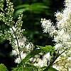 Sorbaria sorbifolia, flowers