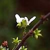 Spiraea x arguta, flowers
