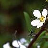 Spiraea x arguta, flowers