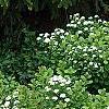 Spiraea betulifolia var. aemiliana, habit