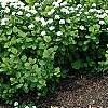 Spiraea betulifolia var. aemiliana, habit