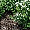 Spiraea betulifolia var. aemiliana, habit