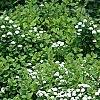Spiraea betulifolia var. aemiliana, habit