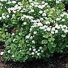 Spiraea betulifolia var. aemiliana, habit