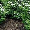 Spiraea betulifolia var. aemiliana, habit