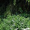 Spiraea betulifolia var. aemiliana, habit