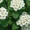 Spiraea betulifolia var. aemiliana, flowers
