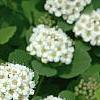 Spiraea betulifolia var. aemiliana, flowers