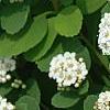 Spiraea betulifolia var. aemiliana, flowers