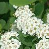 Spiraea betulifolia var. aemiliana, flowers