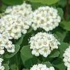 Spiraea betulifolia var. aemiliana, flowers