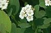 Spiraea betulifolia var. aemiliana, flowers