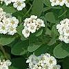 Spiraea betulifolia var. aemiliana, flowers